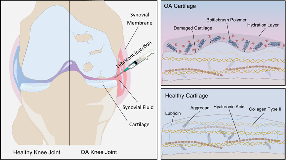 bottlebrushes-lubrication